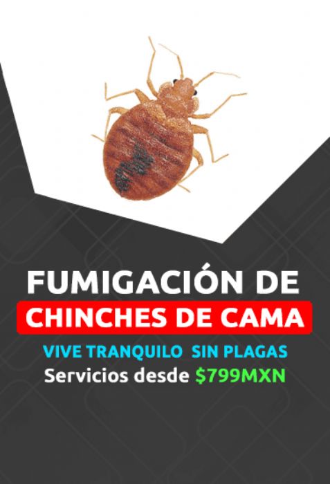 Fumigación de chinches